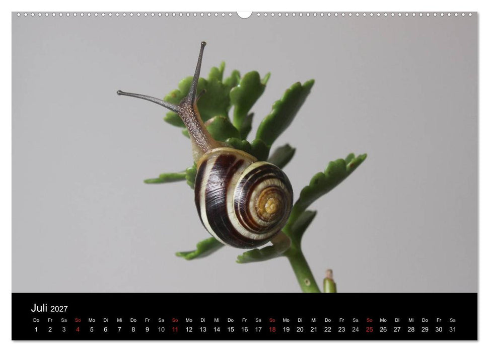 Lautlose Begleiter - Schnecken (CALVENDO Premium Wandkalender 2027)