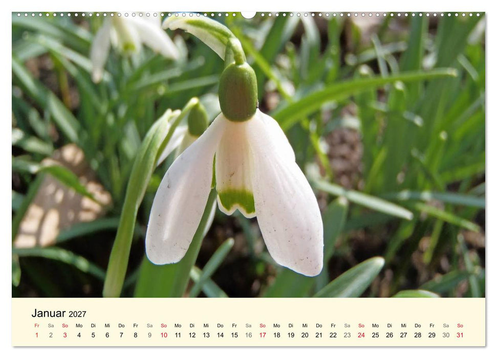 Kraftquelle Grün (CALVENDO Premium Wandkalender 2027)