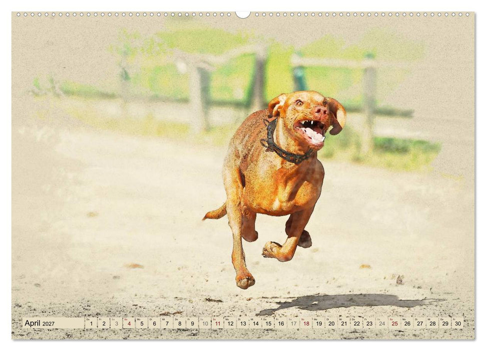 Magyar Vizsla 2027 (CALVENDO Wandkalender 2027)