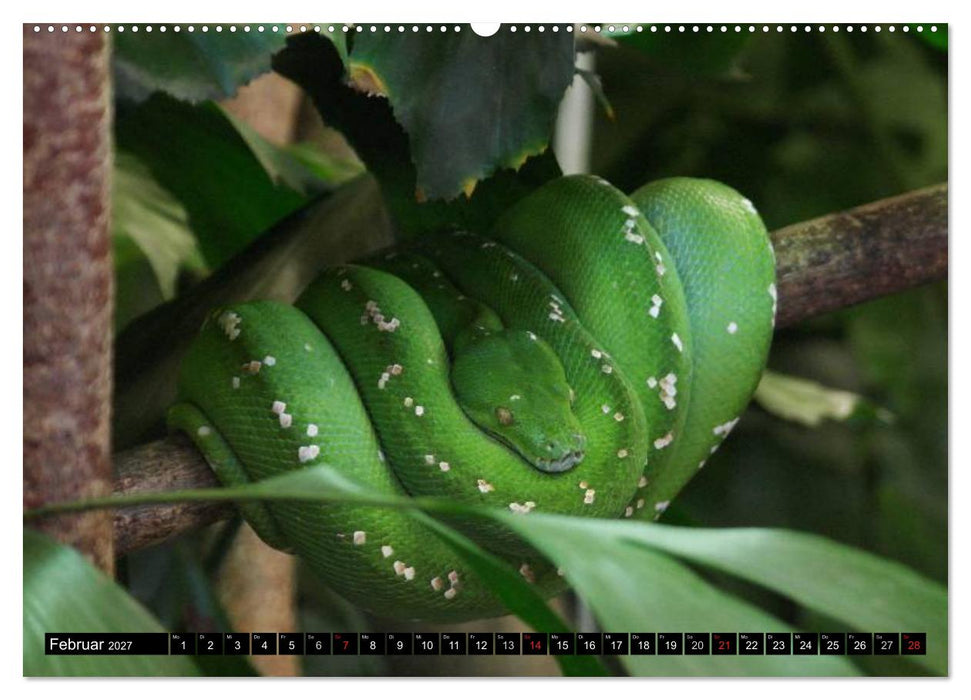 Regenwald • Tiere im Dschungel (CALVENDO Premium Wandkalender 2027)