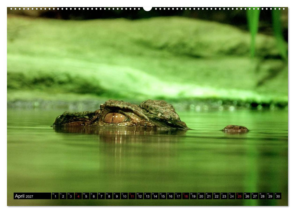 Regenwald • Tiere im Dschungel (CALVENDO Premium Wandkalender 2027)
