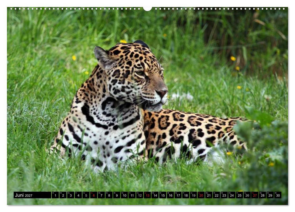 Regenwald • Tiere im Dschungel (CALVENDO Premium Wandkalender 2027)