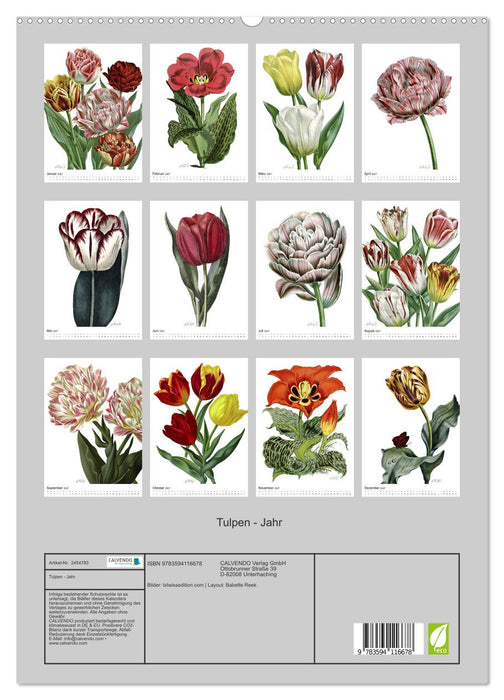 Tulpen - Jahr (CALVENDO Premium Wandkalender 2027)