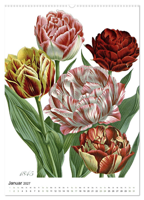 Tulpen - Jahr (CALVENDO Premium Wandkalender 2027)