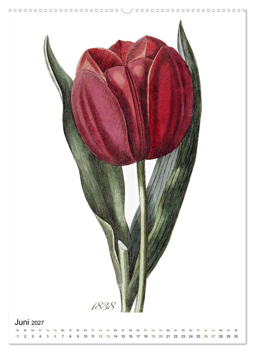 Tulpen - Jahr (CALVENDO Premium Wandkalender 2027)