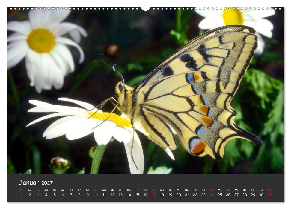 Wunderschöne Schmetterlinge (CALVENDO Premium Wandkalender 2027)