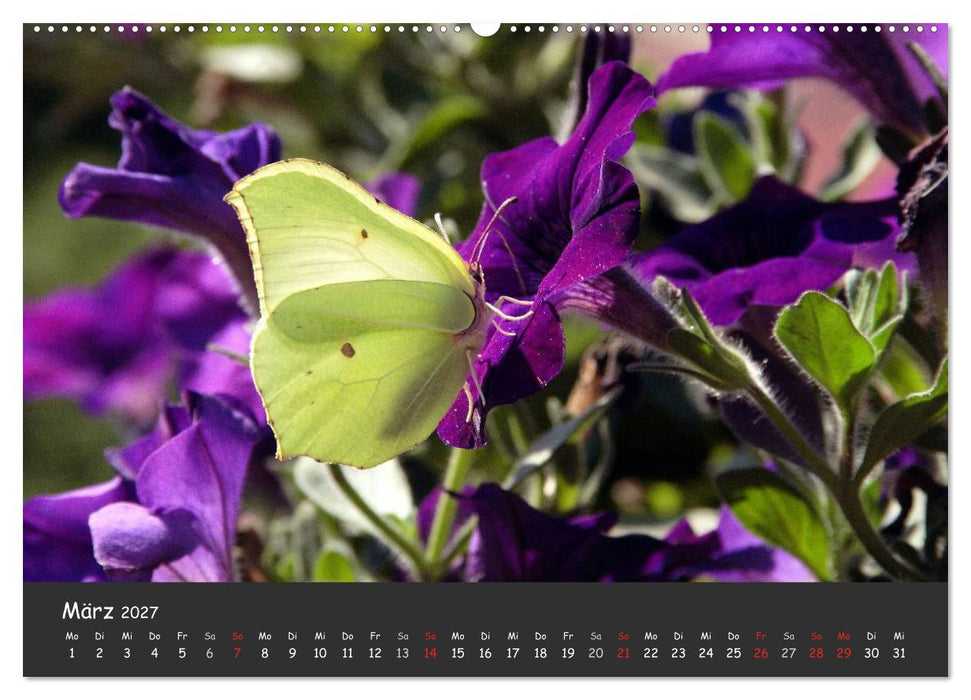 Wunderschöne Schmetterlinge (CALVENDO Premium Wandkalender 2027)
