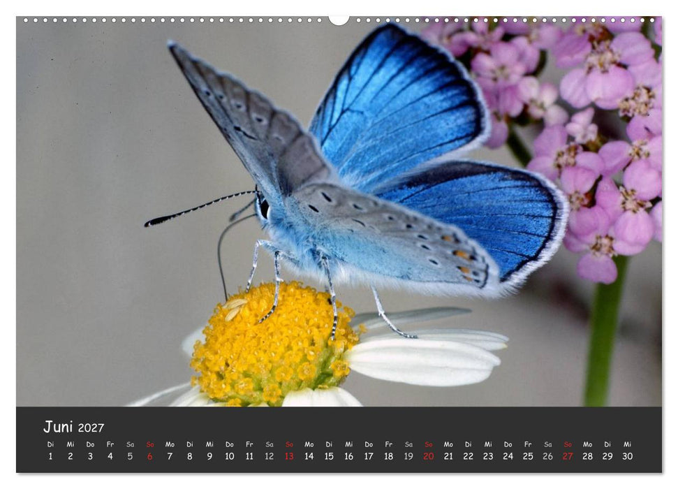Wunderschöne Schmetterlinge (CALVENDO Premium Wandkalender 2027)