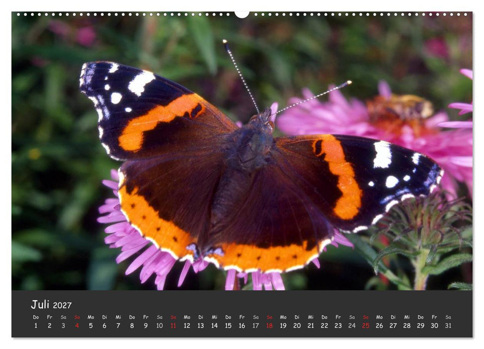 Wunderschöne Schmetterlinge (CALVENDO Premium Wandkalender 2027)