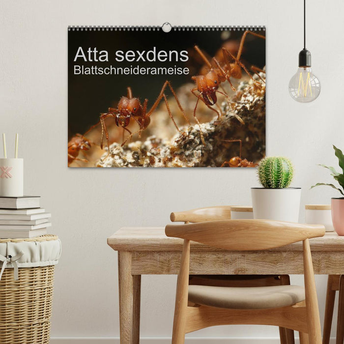 Atta sexdens - Blattschneiderameise (CALVENDO Wandkalender 2027)