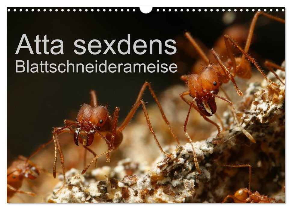 Atta sexdens - Blattschneiderameise (CALVENDO Wandkalender 2027)