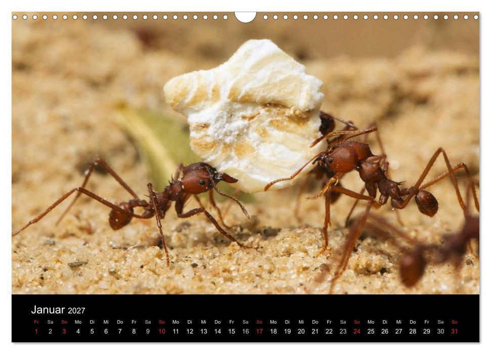 Atta sexdens - Blattschneiderameise (CALVENDO Wandkalender 2027)