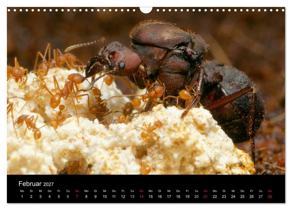 Atta sexdens - Blattschneiderameise (CALVENDO Wandkalender 2027)