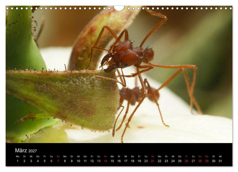 Atta sexdens - Blattschneiderameise (CALVENDO Wandkalender 2027)