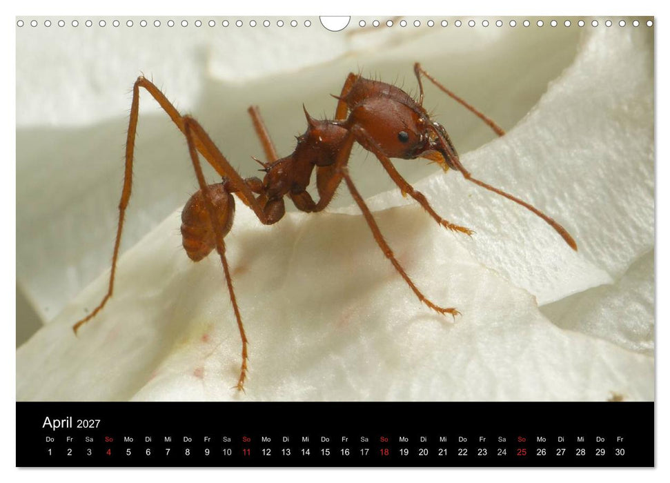 Atta sexdens - Blattschneiderameise (CALVENDO Wandkalender 2027)