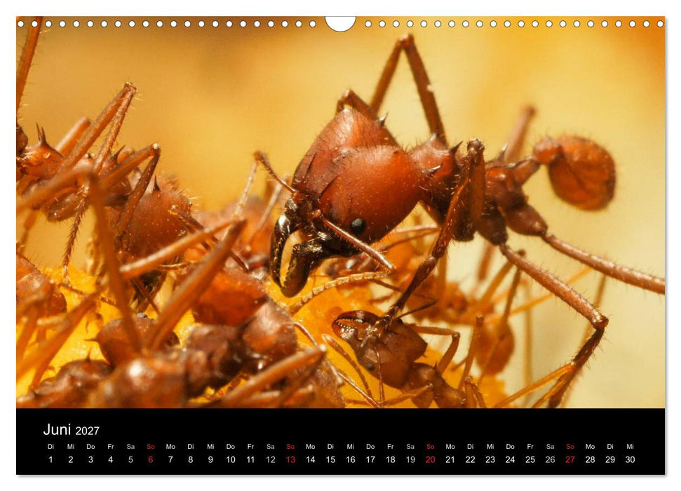 Atta sexdens - Blattschneiderameise (CALVENDO Wandkalender 2027)