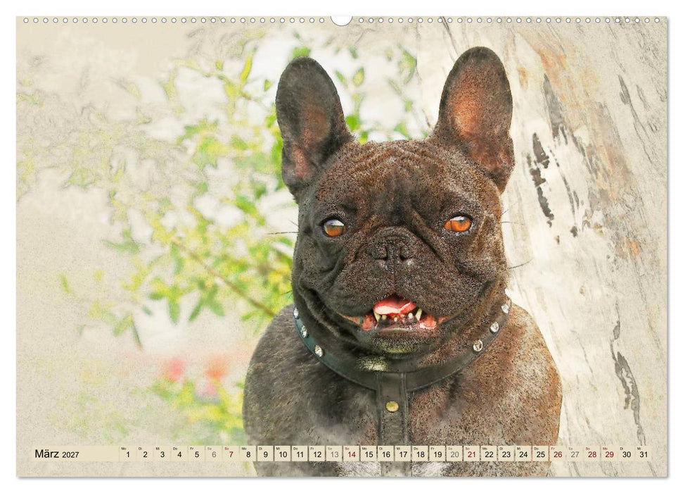 Französische Bulldoggen 2027 (CALVENDO Wandkalender 2027)