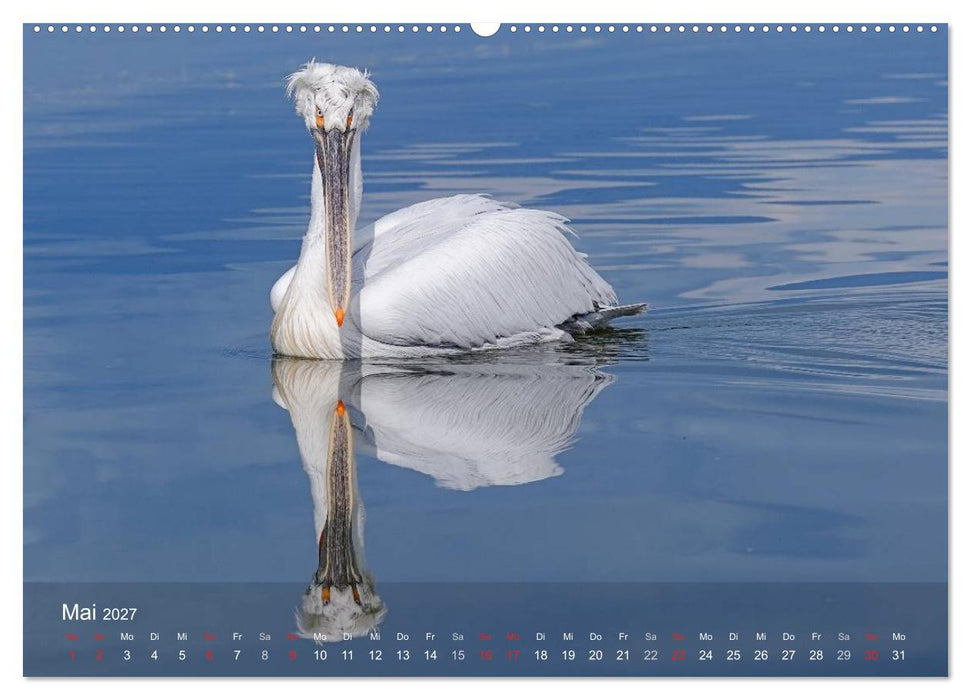 Pelikan-Kalender (CALVENDO Wandkalender 2027)