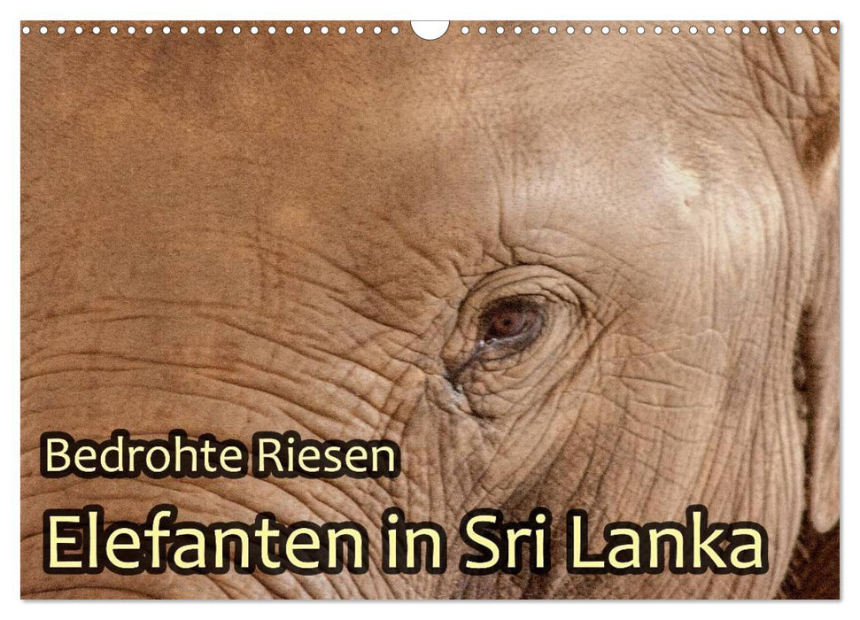 Bedrohte Riesen - Elefanten in Sri Lanka (CALVENDO Wandkalender 2027)