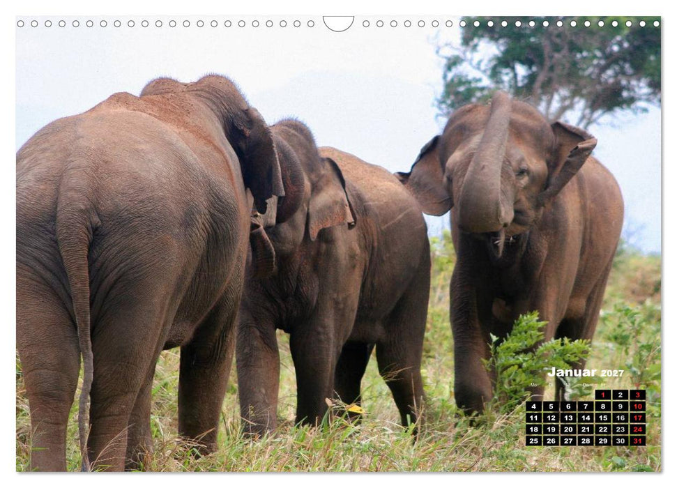 Bedrohte Riesen - Elefanten in Sri Lanka (CALVENDO Wandkalender 2027)