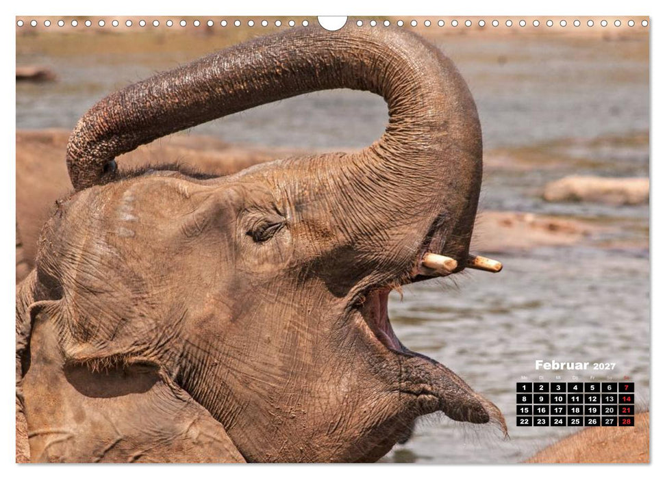 Bedrohte Riesen - Elefanten in Sri Lanka (CALVENDO Wandkalender 2027)