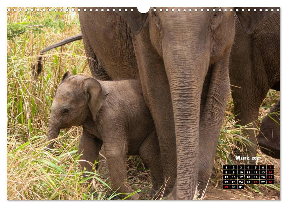 Bedrohte Riesen - Elefanten in Sri Lanka (CALVENDO Wandkalender 2027)