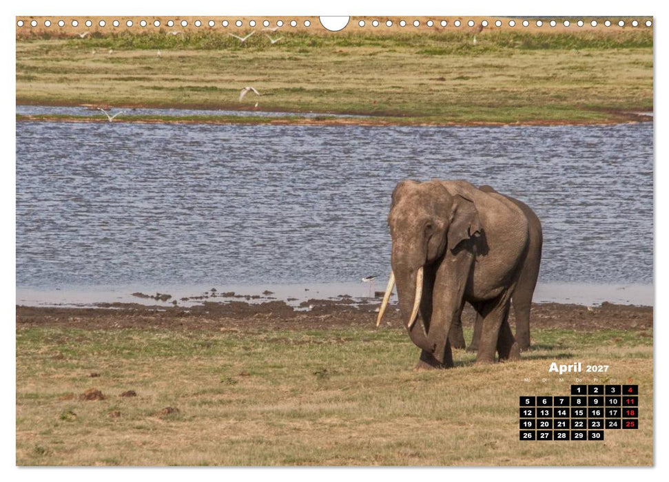 Bedrohte Riesen - Elefanten in Sri Lanka (CALVENDO Wandkalender 2027)