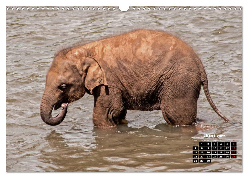 Bedrohte Riesen - Elefanten in Sri Lanka (CALVENDO Wandkalender 2027)