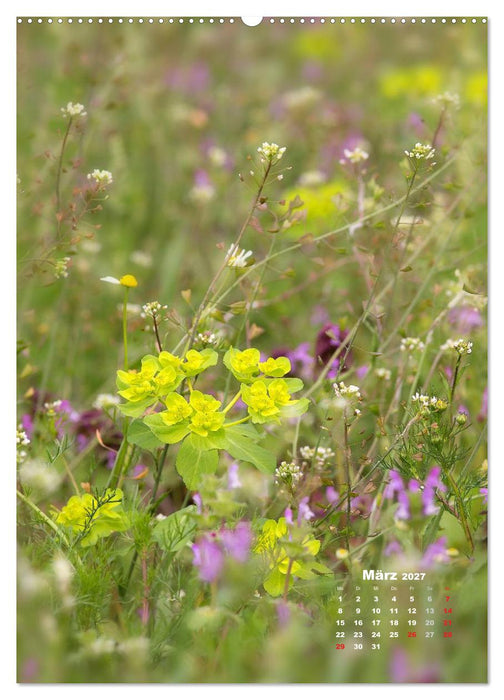 Ein Spaziergang über eine Sommerwiese (CALVENDO Wandkalender 2027)