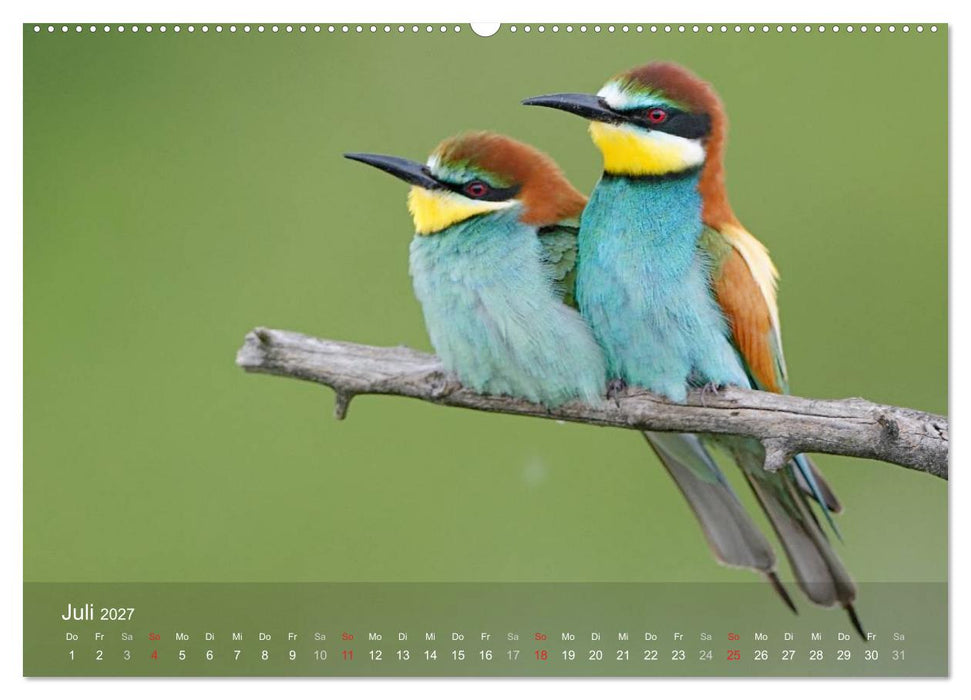 Europäische Bienenfresser (CALVENDO Premium Wandkalender 2027)