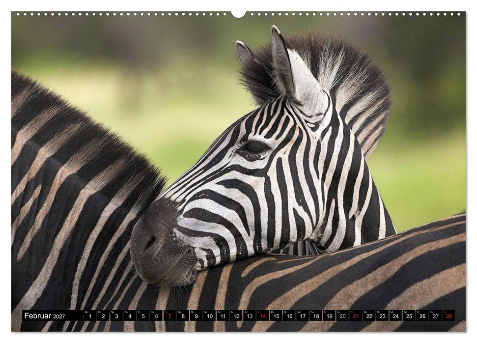Zebras - Ungezähmte Kraft (CALVENDO Premium Wandkalender 2027)