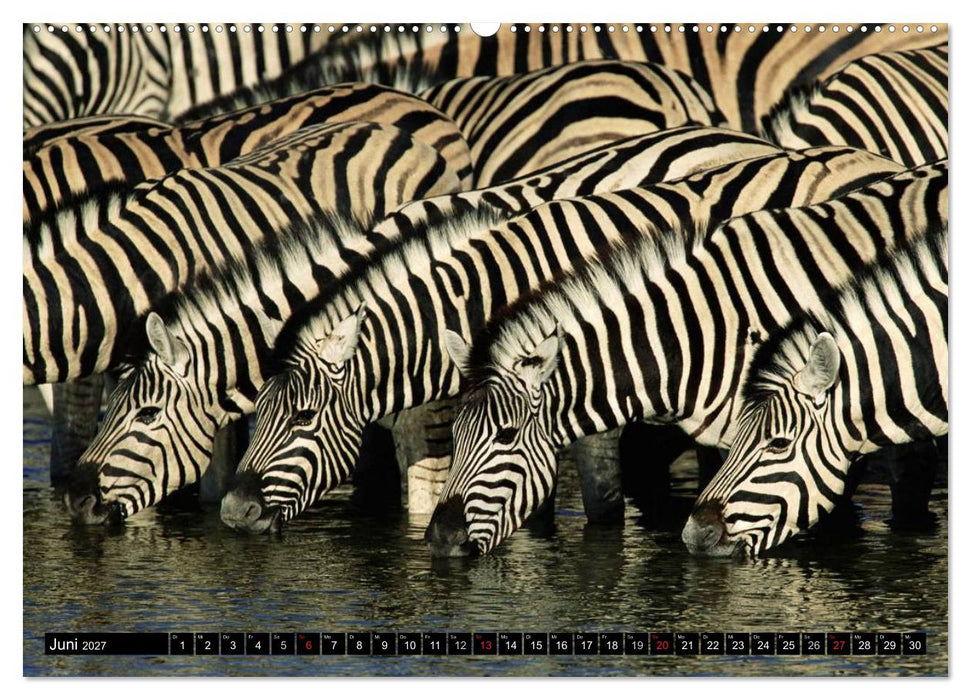 Zebras - Ungezähmte Kraft (CALVENDO Premium Wandkalender 2027)