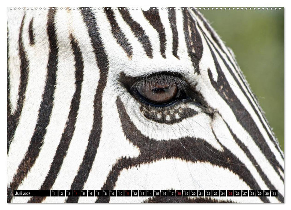 Zebras - Ungezähmte Kraft (CALVENDO Premium Wandkalender 2027)