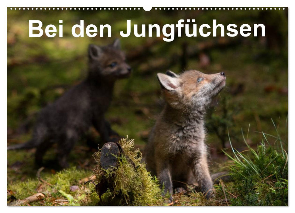 Bei den Jungfüchsen (CALVENDO Wandkalender 2027)