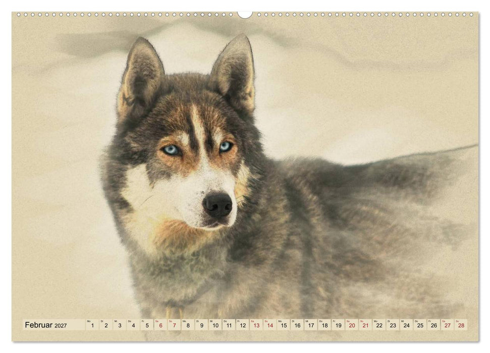 Schlittenhunde 2027 (CALVENDO Wandkalender 2027)