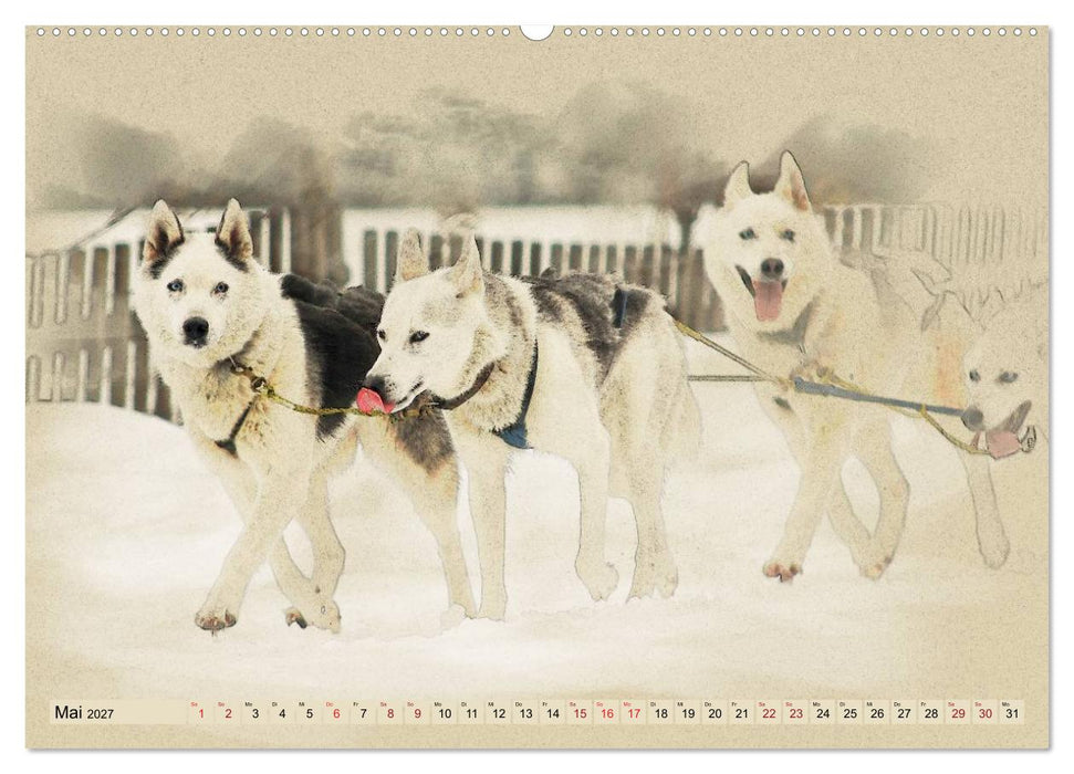 Schlittenhunde 2027 (CALVENDO Wandkalender 2027)