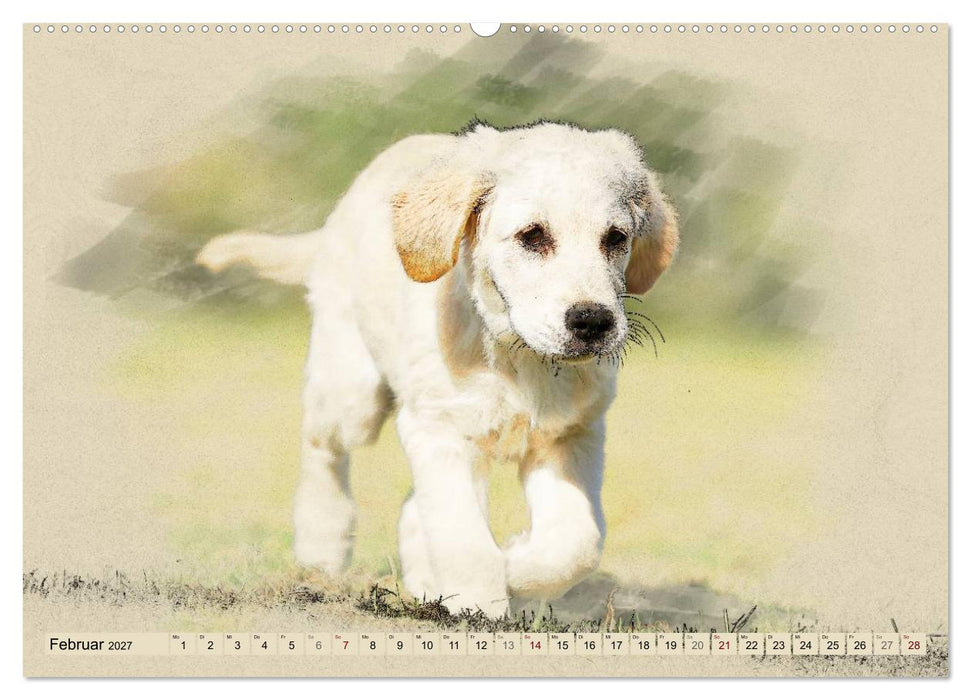Golden Retriever 2027 (CALVENDO Premium Wandkalender 2027)