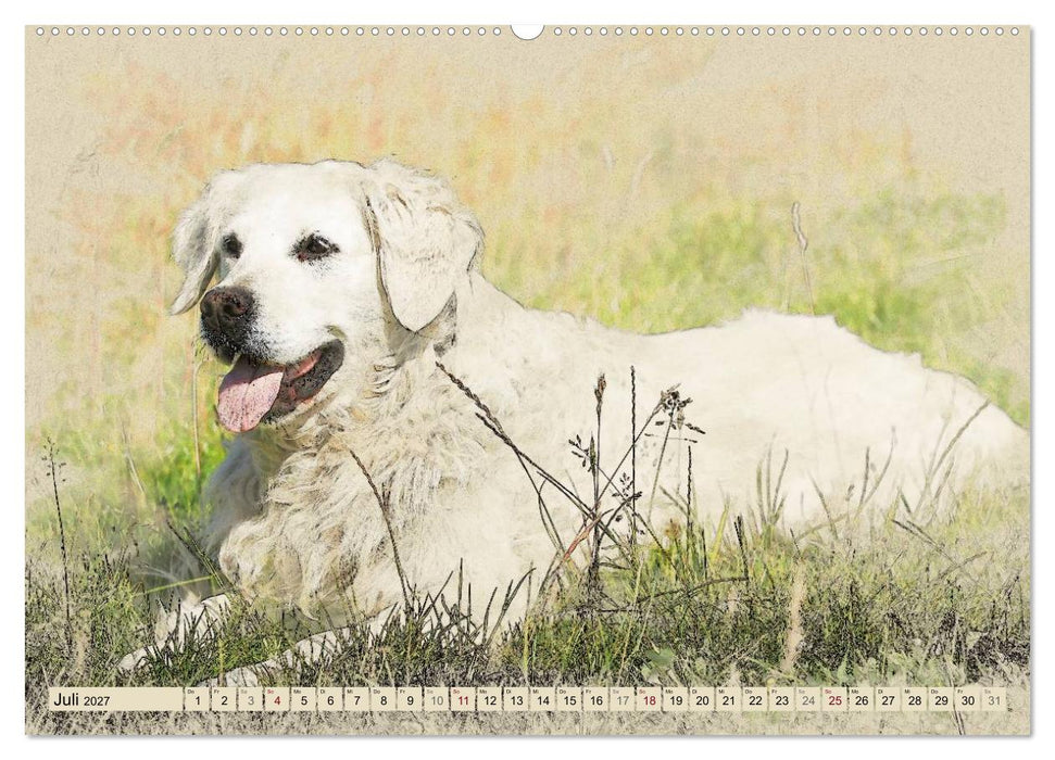 Golden Retriever 2027 (CALVENDO Premium Wandkalender 2027)