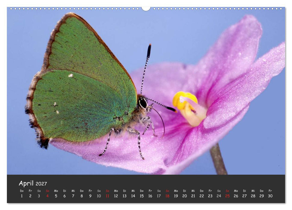 Wunderschöne Schmetterlinge (CALVENDO Wandkalender 2027)