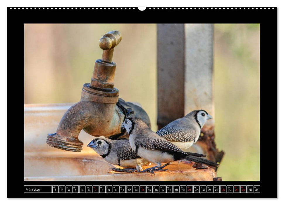 Vögel von "Down Under" Australien (CALVENDO Premium Wandkalender 2027)