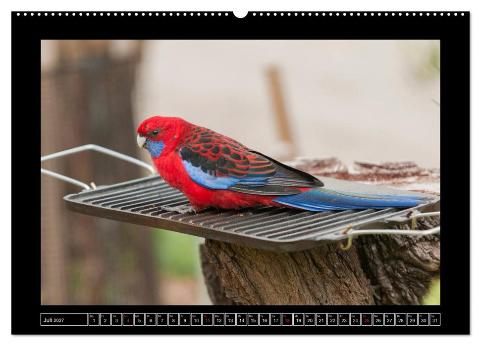 Vögel von "Down Under" Australien (CALVENDO Premium Wandkalender 2027)