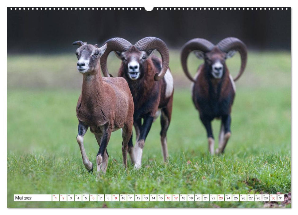 Emotionale Momente: Muffelwild. (CALVENDO Premium Wandkalender 2027)