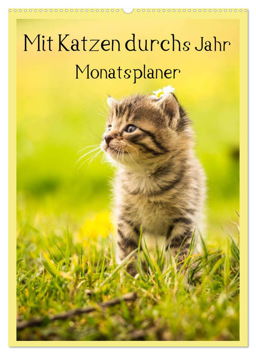 Mit Katzen durchs Jahr / Planer (CALVENDO Wandkalender 2027)