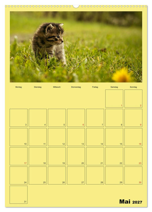 Mit Katzen durchs Jahr / Planer (CALVENDO Wandkalender 2027)