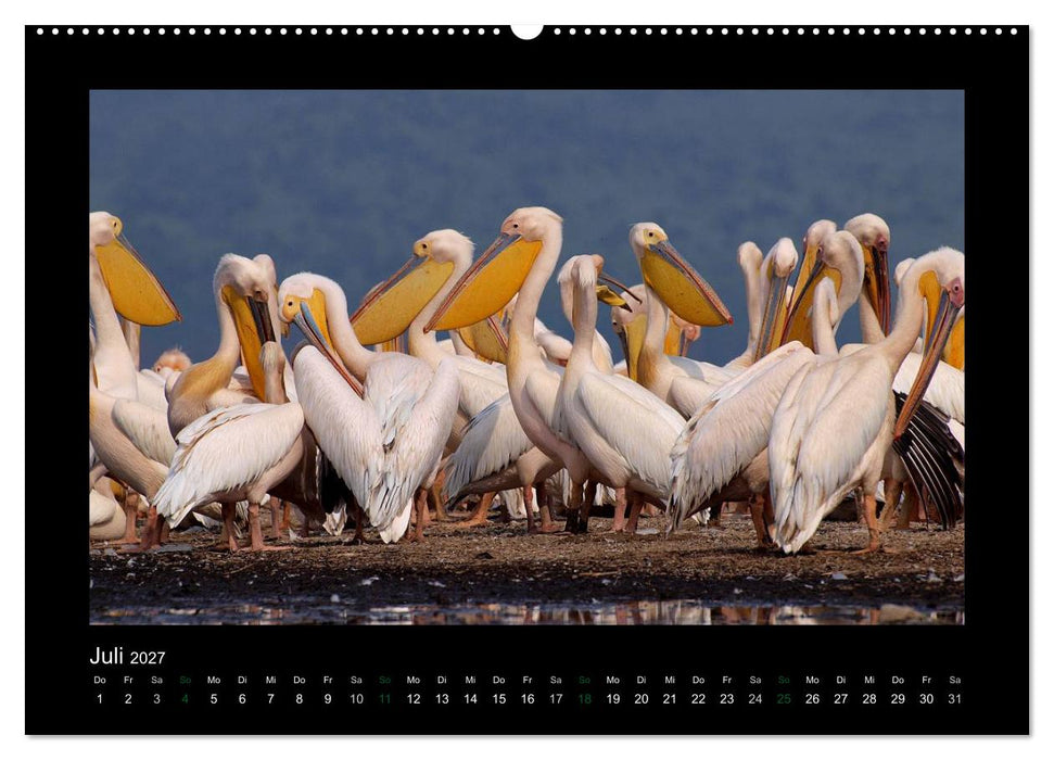 Wilde Tiere Afrikas (CALVENDO Premium Wandkalender 2027)