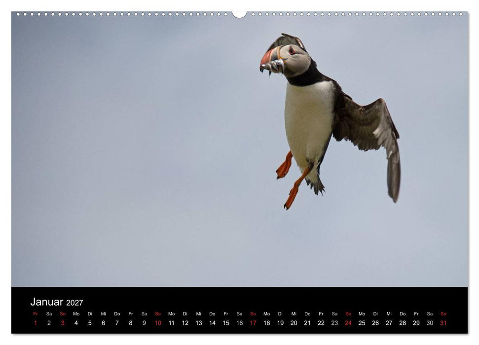 Papageientaucher 2027 (CALVENDO Wandkalender 2027)
