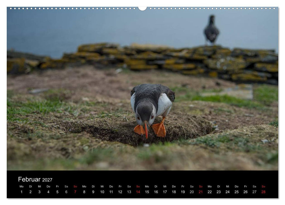 Papageientaucher 2027 (CALVENDO Wandkalender 2027)