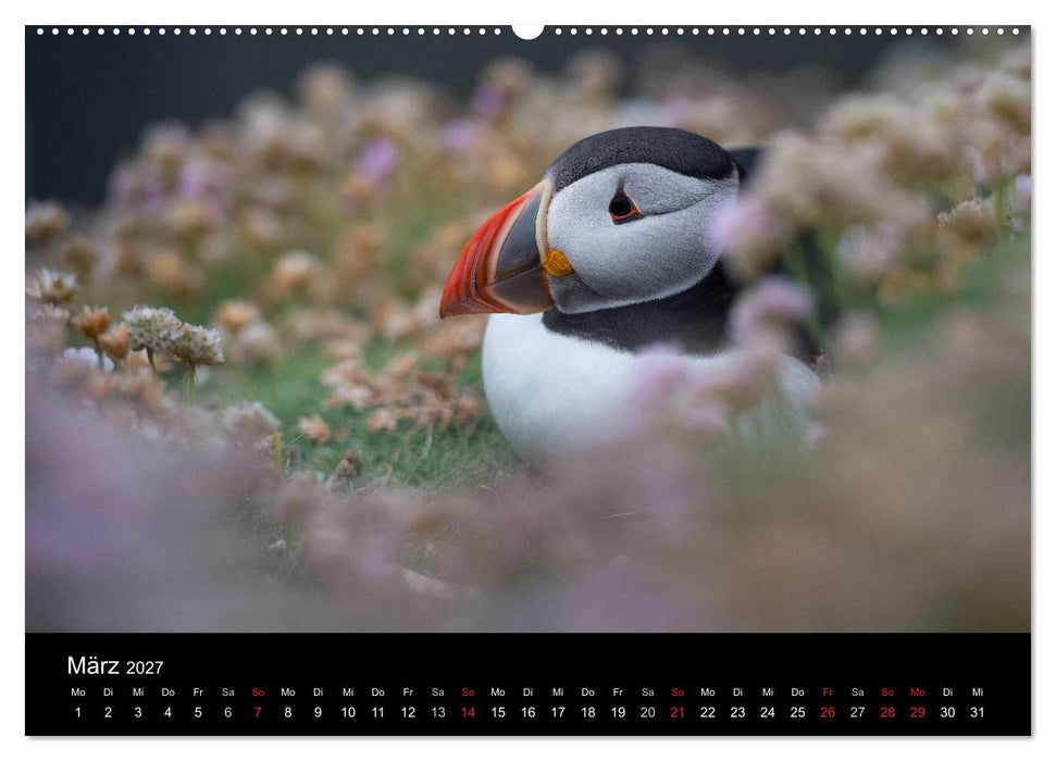 Papageientaucher 2027 (CALVENDO Wandkalender 2027)