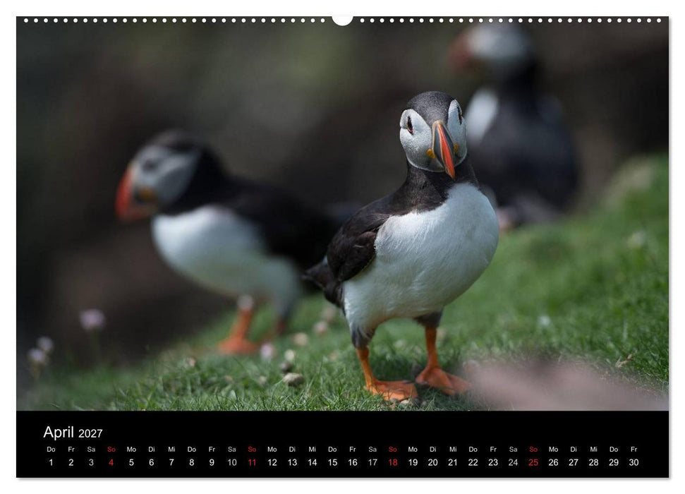 Papageientaucher 2027 (CALVENDO Wandkalender 2027)