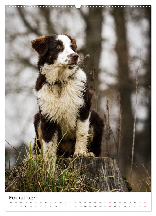 Australian Shepherd – Mit dem Aussie unterwegs (CALVENDO Premium Wandkalender 2027)